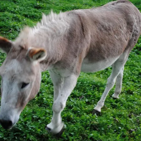 Les Foucauds 招待所 Saint-Quentin-de-Caplong